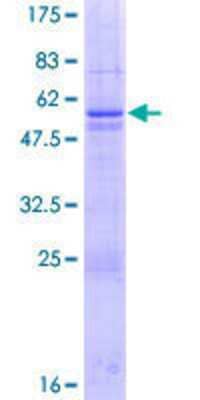 Other Recombinant Human TAF11 GST (N-Term) Protein