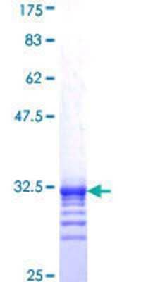 SDS-Page: Recombinant Human TAF11 Protein [H00006882-Q01] - 12.5% SDS-PAGE Stained with Coomassie Blue.