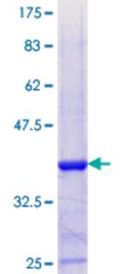 SDS-Page: Recombinant Human TAF13 Protein [H00006884-Q01] - 12.5% SDS-PAGE Stained with Coomassie Blue.