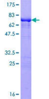 SDS-Page: Recombinant Human TFAP4 Protein [H00007023-P01] - 12.5% SDS-PAGE Stained with Coomassie Blue.