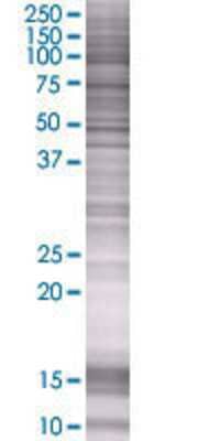 TLE3 transfected lysate.
