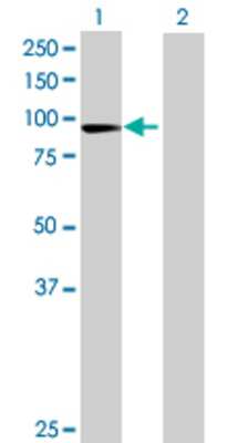 Lane 1: TLE3 transfected lysate (85.03 KDa) Lane 2: Non-transfected lysate.