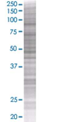TLE4 transfected lysate.