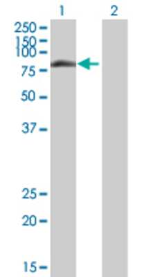 Lane 1: TLE4 transfected lysate (83.8 KDa) Lane 2: Non-transfected lysate.
