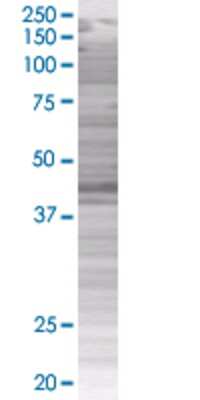 TNS1 transfected lysate.