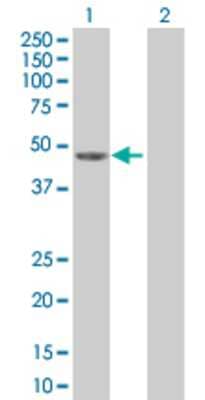 Lane 1: TNS1 transfected lysate (43.7 KDa) Lane 2: Non-transfected lysate.