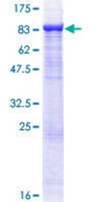 Other Recombinant Human TRAF-3 GST (N-Term) Protein