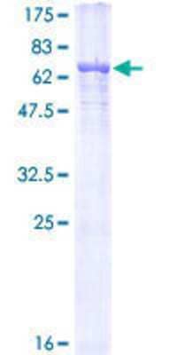 SDS-PAGE Recombinant Human alpha Tubulin 3c GST (N-Term) Protein