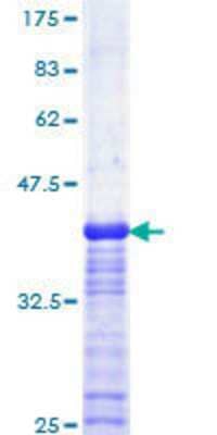 Other Recombinant Human USF2 GST (N-Term) Protein