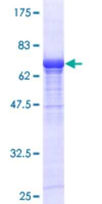 SDS-Page: Recombinant Human Villin 1 Protein [H00007429-P01] - 12.5% SDS-PAGE Stained with Coomassie Blue.