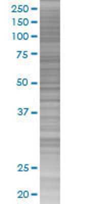 ZFP161 transfected lysate.