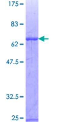 Other Recombinant Human ZNF3 GST (N-Term) Protein