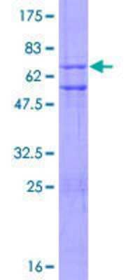 Other Recombinant Human ZNF3 GST (N-Term) Protein