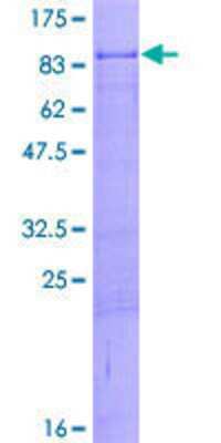 SDS-Page: Recombinant Human ZNF8 Protein [H00007554-P01] - 12.5% SDS-PAGE Stained with Coomassie Blue.