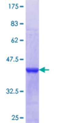 SDS-Page: Recombinant Human ZNF8 Protein [H00007554-Q01] - 12.5% SDS-PAGE Stained with Coomassie Blue.