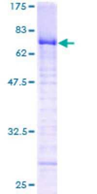 SDS-Page: Recombinant Human ZNF24 Protein [H00007572-P01] - 12.5% SDS-PAGE Stained with Coomassie Blue.