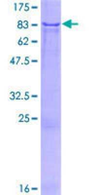 SDS-Page: Recombinant Human ZNF37A Protein [H00007587-P01] - 12.5% SDS-PAGE Stained with Coomassie Blue.