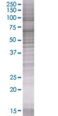 ZNF43 transfected lysate