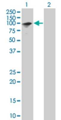 Lane 1: ZNF43 transfected lysate (88.33 KDa). Lane 2: Non-transfected lysate.