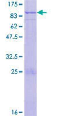 SDS-Page: Recombinant Human ZNF74 Protein [H00007625-P01] - 12.5% SDS-PAGE Stained with Coomassie Blue.