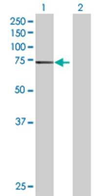 Lane 1: ZNF74 transfected lysate (70.95 KDa) Lane 2: Non-transfected lysate.