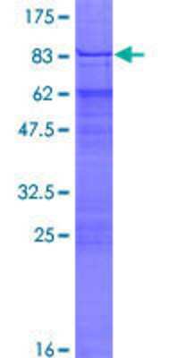 Other Recombinant Human ZNF75 GST (N-Term) Protein