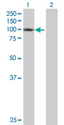 Lane 1: ZNF84 transfected lysate (81.29 KDa) Lane 2: Non-transfected lysate.
