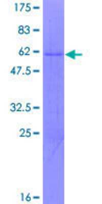 SDS-Page: Recombinant Human ZNF124 Protein [H00007678-P01] - 12.5% SDS-PAGE Stained with Coomassie Blue.