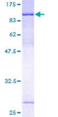 SDS-Page: Recombinant Human ZNF131 Protein [H00007690-P01] - 12.5% SDS-PAGE Stained with Coomassie Blue.