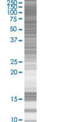ZNF131 transfected lysate.