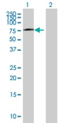Lane 1: ZNF131 transfected lysate (56.21 KDa) Lane 2: Non-transfected lysate.