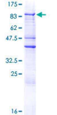 Other Recombinant Human ZNF205 GST (N-Term) Protein