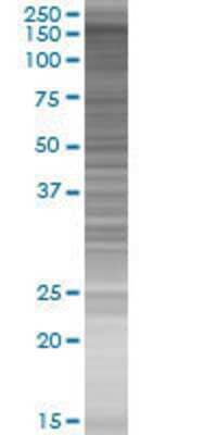 BRPF1 transfected lysate.