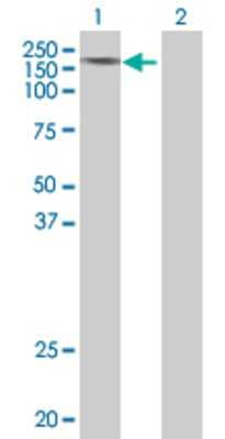 Lane 1: BRPF1 transfected lysate (138.2 KDa) Lane 2: Non-transfected lysate.