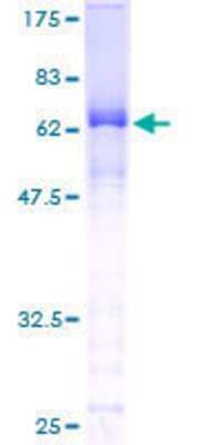 Other Recombinant Human SLBP GST (N-Term) Protein