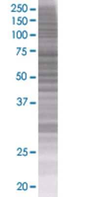 LST1 transfected lysate.