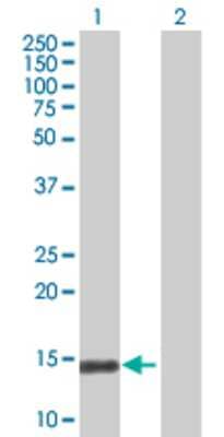Lane 1: LST1 transfected lysate (13.4 KDa) Lane 2: Non-transfected lysate.