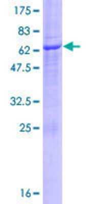 Other Recombinant Human UBXN8 GST (N-Term) Protein