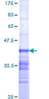 SDS-PAGE Recombinant Human NUP214 GST (N-Term) Protein