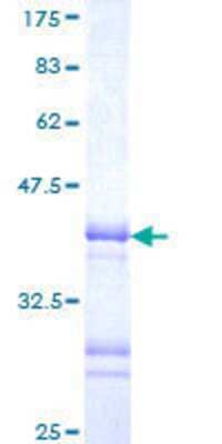 SDS-PAGE Recombinant Human LHX3 GST (N-Term) Protein