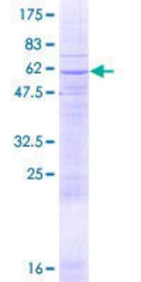 Other Recombinant Human GDC GST (N-Term) Protein