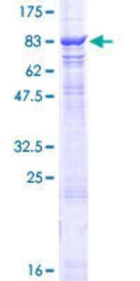 SDS-Page: Recombinant Human CHAF1B Protein [H00008208-P01] - 12.5% SDS-PAGE Stained with Coomassie Blue.