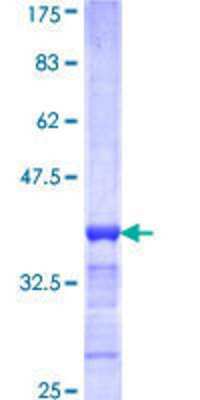 SDS-Page: Recombinant Human C21orf33 Protein [H00008209-Q01] - 12.5% SDS-PAGE Stained with Coomassie Blue.