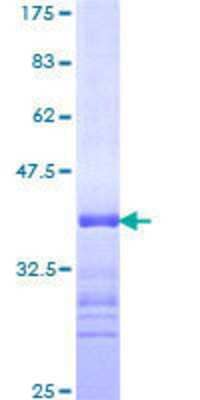 SDS-Page: Recombinant Human ARID1A Protein [H00008289-Q01] - 12.5% SDS-PAGE Stained with Coomassie Blue.