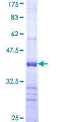 SDS-Page: Recombinant Human ACOX2 Protein [H00008309-Q01] - 12.5% SDS-PAGE Stained with Coomassie Blue.