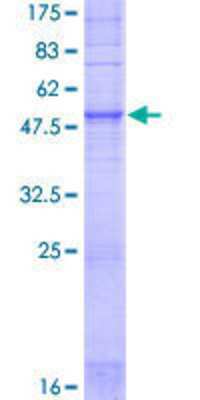 SDS-Page: Recombinant Human OR1E1 Protein [H00008387-P01] - 12.5% SDS-PAGE Stained with Coomassie Blue.