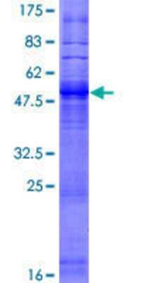 Other Recombinant Human OR3A3 GST (N-Term) Protein