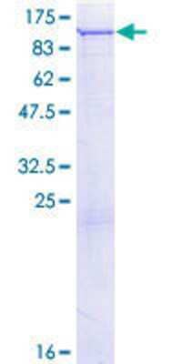 Other Recombinant Human PLA2G6 GST (N-Term) Protein