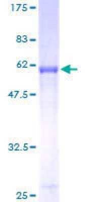 SDS-PAGE Recombinant Human Syntaxin 7 GST (N-Term) Protein