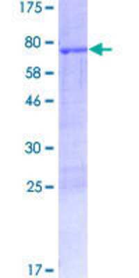 Other Recombinant Human DOC2B GST (N-Term) Protein